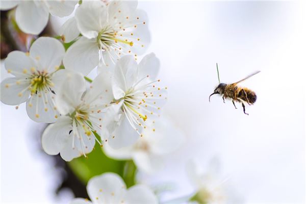 梦见被蜂追是什么意思