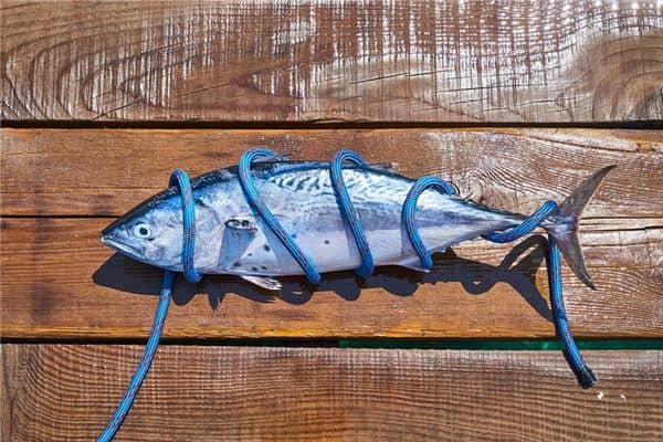 梦见死鱼是挡灾是什么意思