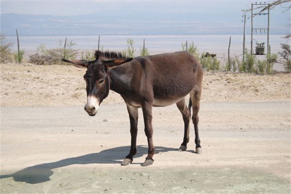 梦见驴是鬼吗是什么意思