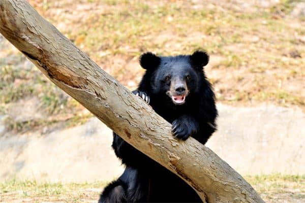 梦见黑熊是什么意思