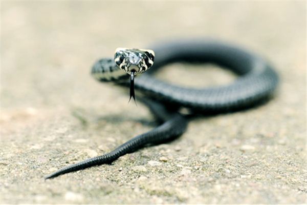 梦见被蛇咬了是什么意思