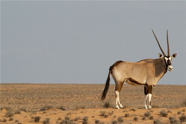 梦见藏羚羊是什么意思