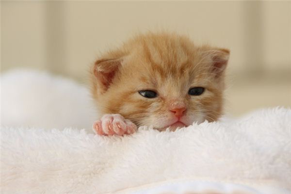 梦见猫真生女孩是什么意思