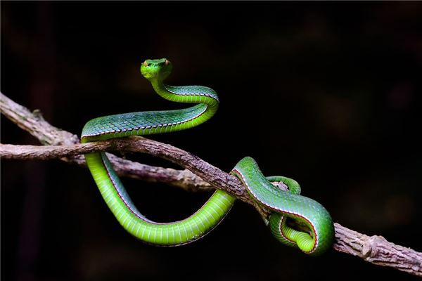 梦见女人几条蛇是什么意思