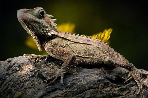 梦见特别大的蜥蜴是什么意思