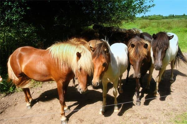 梦见很多马是什么意思