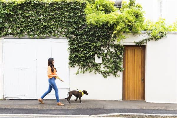 梦见遛狗是什么意思