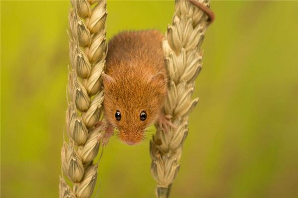 梦见耗子是什么意思