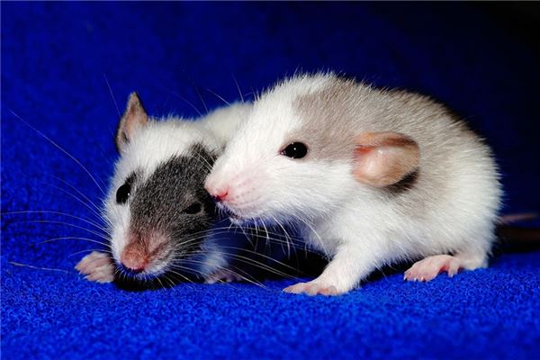 梦见一只很小的老鼠是什么意思