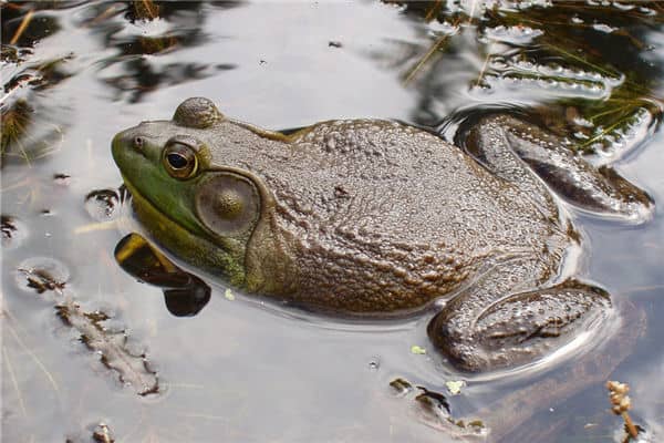 梦见牛蛙是什么意思