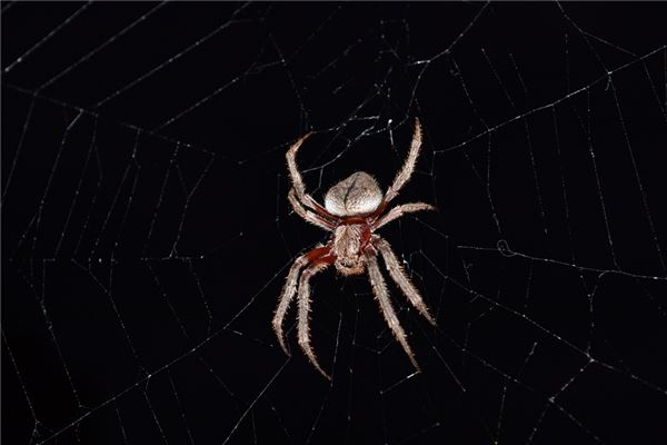 梦见大蜘蛛是什么意思