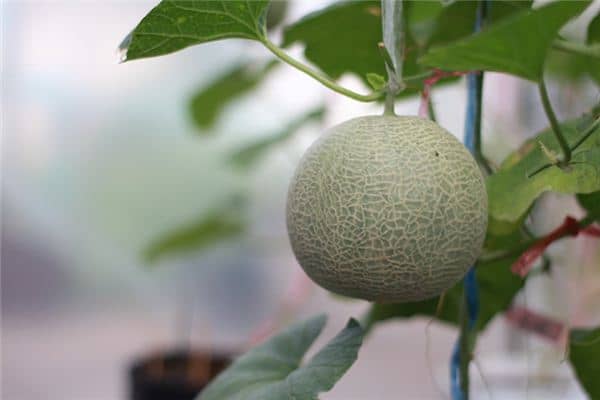 梦见绿甜瓜是什么意思