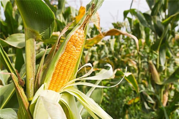 梦见摘玉米是什么意思