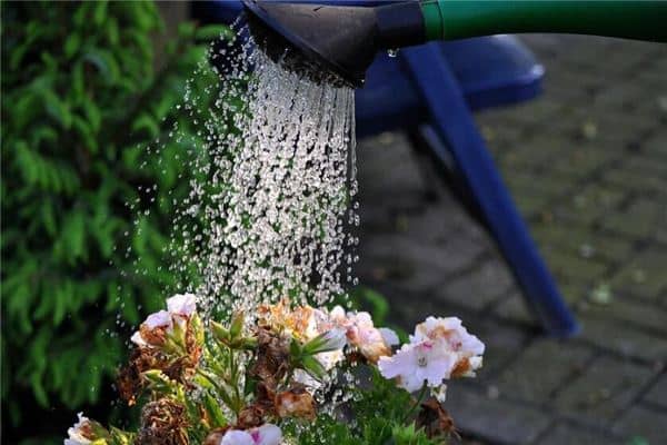 梦见浇花是什么意思