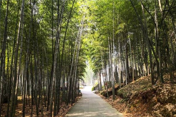 梦见翠绿的竹子是什么意思