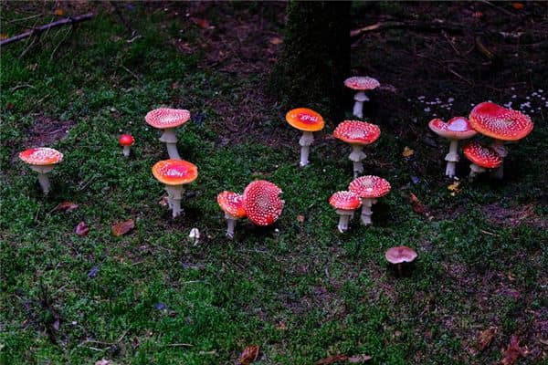 梦见女人拾到好多菌子是什么意思