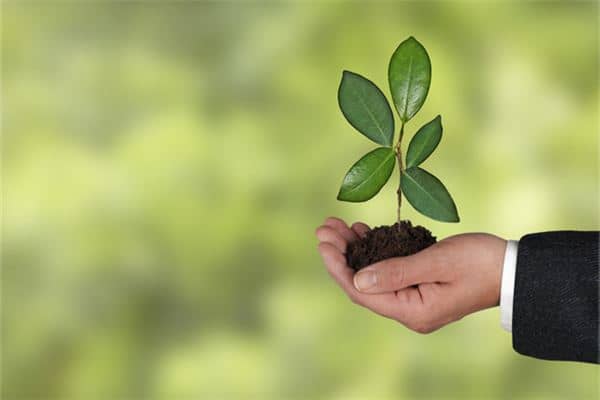 梦见栽树苗是什么意思