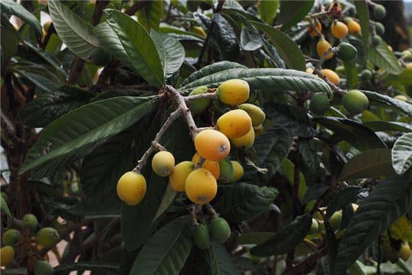 梦见枇杷是什么意思吗是什么意思