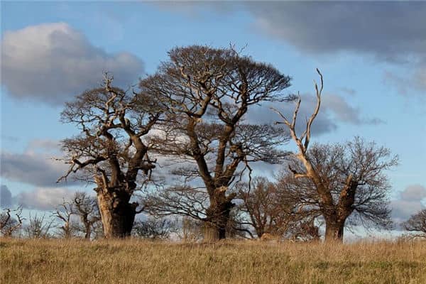 梦见古树是什么意思