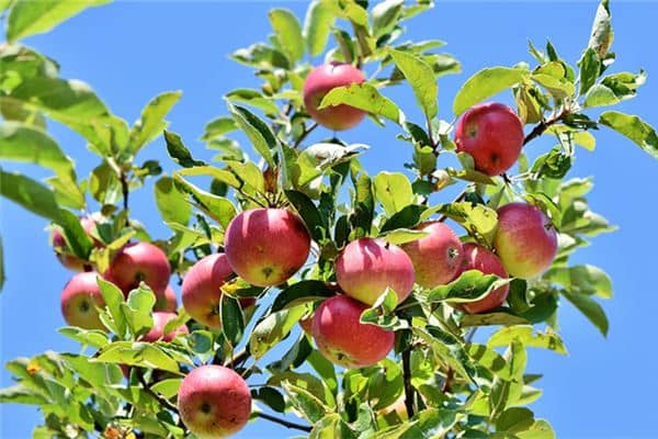 梦见果树结满果实是什么意思