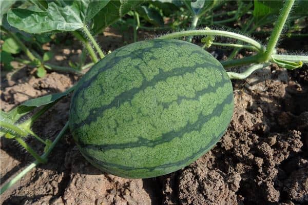 梦见女人摘西瓜是什么意思