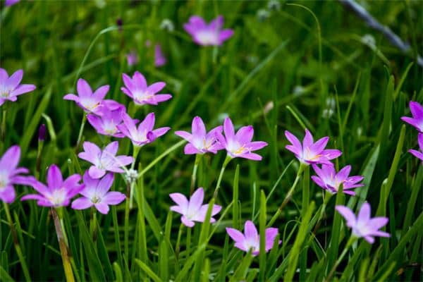 梦见紫色的花是什么意思