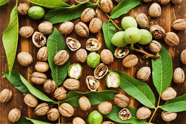 梦见新鲜的核桃是什么意思