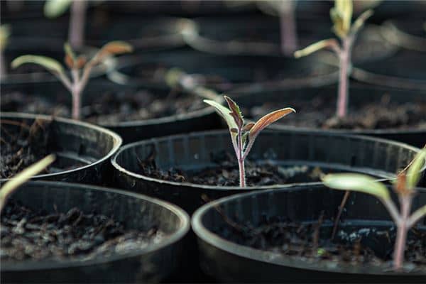 梦见树苗是什么意思