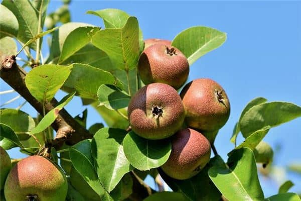 梦见已婚女人摘水果是什么意思