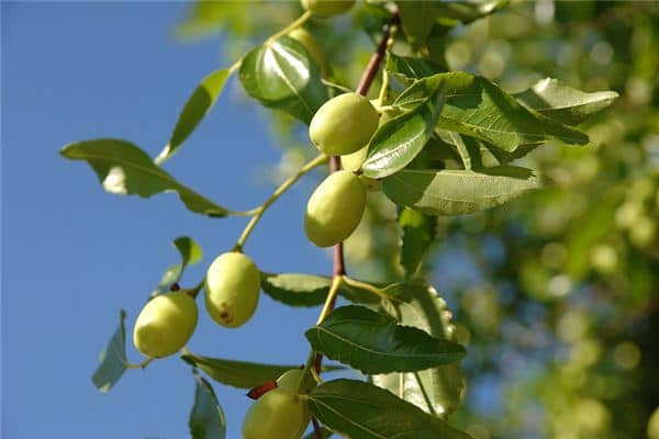 梦见拿杆子打枣是什么意思