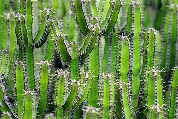 梦见刺扎手是什么意思