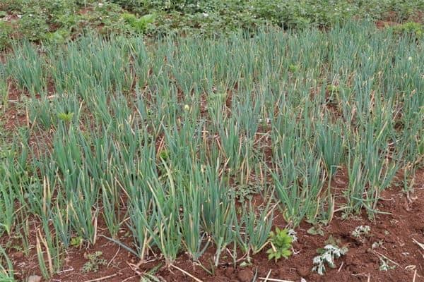 梦见葱长得很茂盛是什么意思