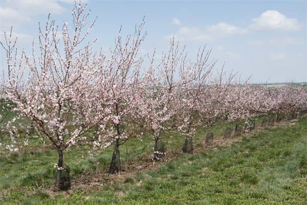 梦见树开花是什么意思