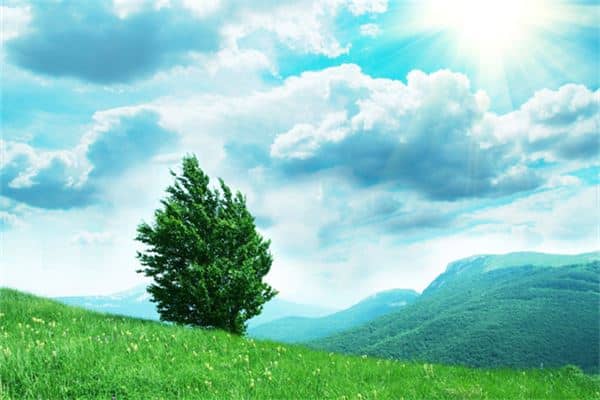 梦见一棵树是什么意思