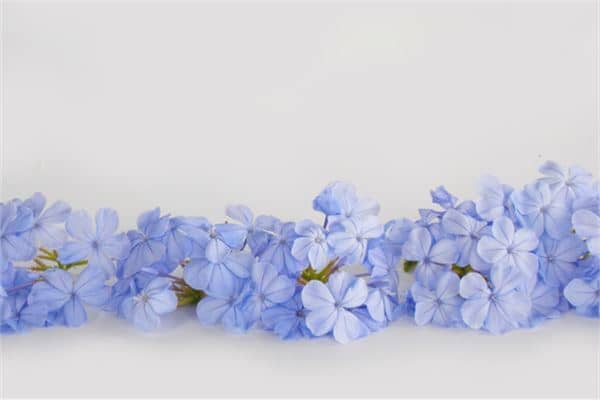 梦见蓝色的花是什么意思