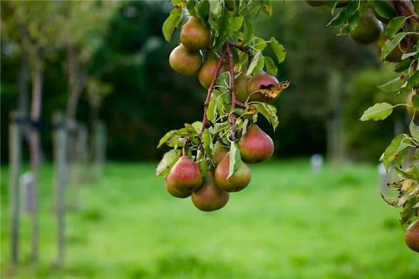 梦见树上结满梨子是什么意思