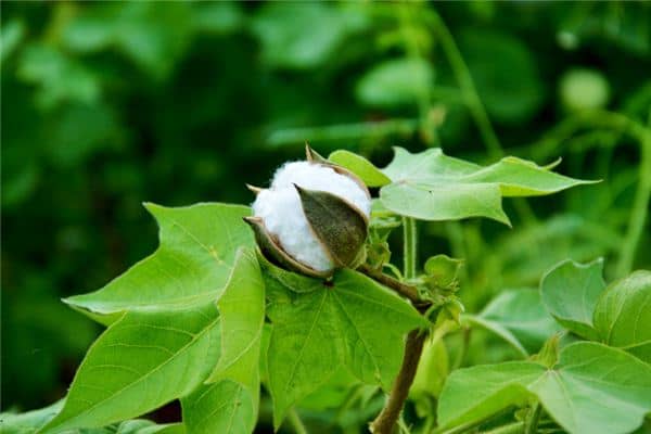 梦见捡棉花是什么意思