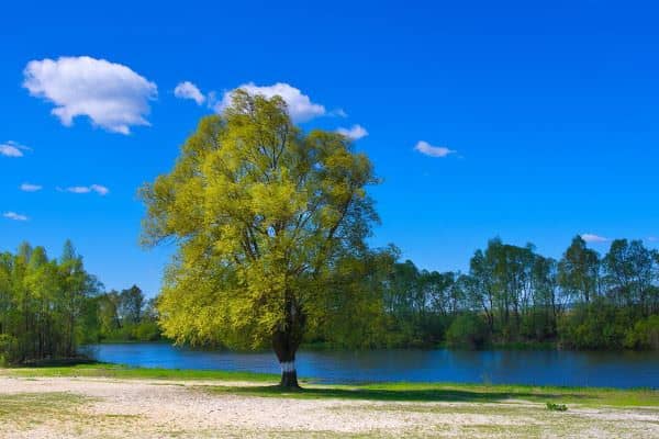 梦见树是什么意思