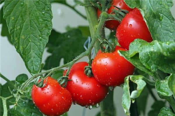 梦见摘西红柿是什么意思