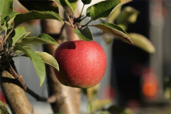 梦见苹果又大又红是什么意思