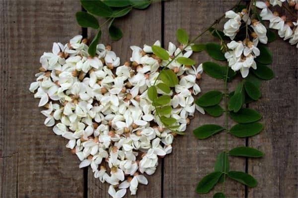 梦见洋槐花是什么意思