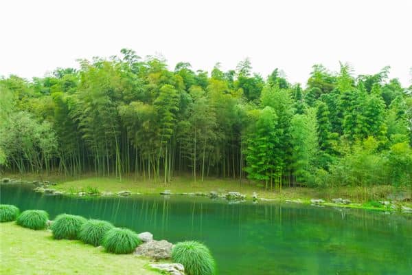 梦见竹子长得很好是什么意思