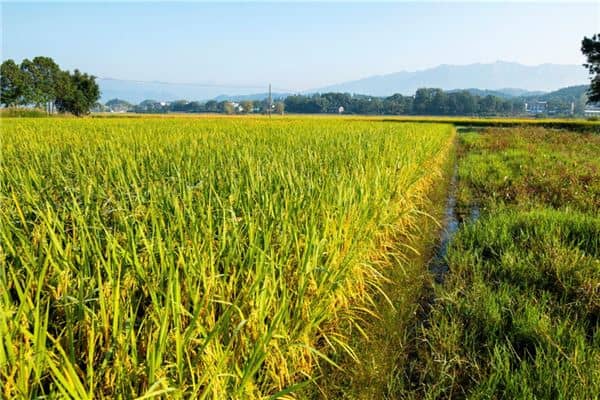 梦见庄稼长得茂盛是什么意思