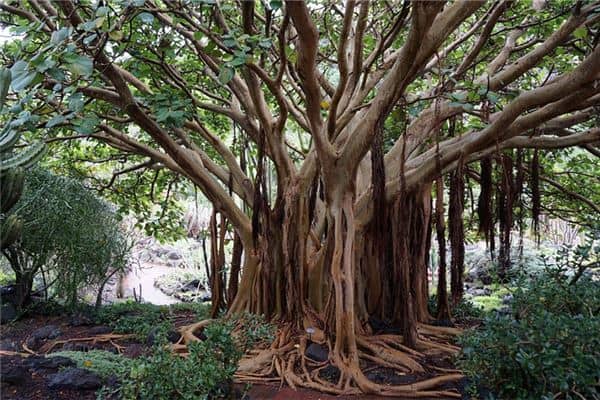 梦见大树根是什么意思