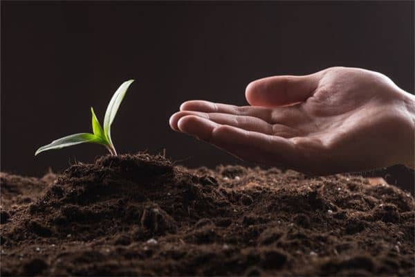 梦见发芽是什么意思