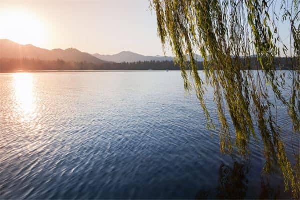 梦见柳树是什么意思