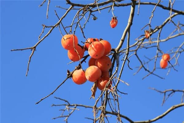 梦见柿子树是什么意思