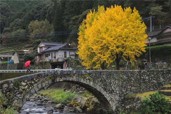 梦见银杏树是什么意思