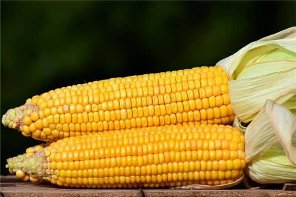 梦见玉米棒是什么意思