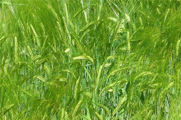 梦见绿色麦穗饱满是什么意思